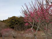 ��񂿂イ����̏C�P�����R�����~�т̓��e�ʐ^1