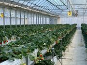 ���Ƃ���񂳂��Aska Strawberry Field�̓��e�ʐ^2