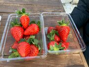 ���Ƃ���񂳂��Aska Strawberry Field�̓��e�ʐ^3