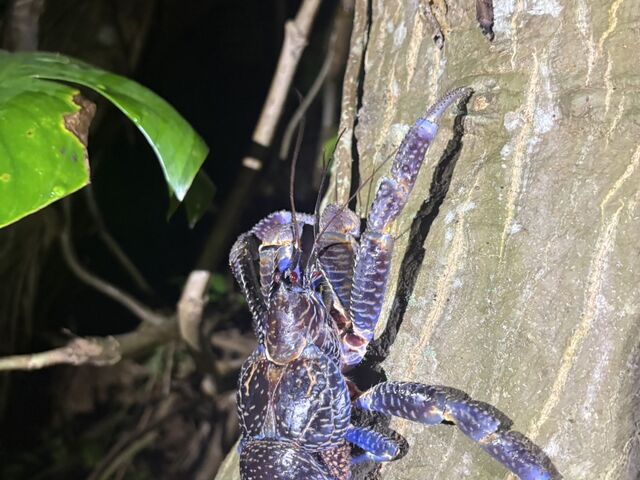 ����ȑ傫�ȃ��V�K�j������܂���_MONKEY NAVY