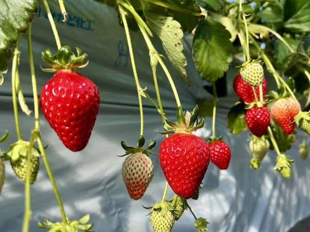 ���������T���Ȃ��Ă������ς��Ԃ��C�`�S������܂��B_�O���K��������