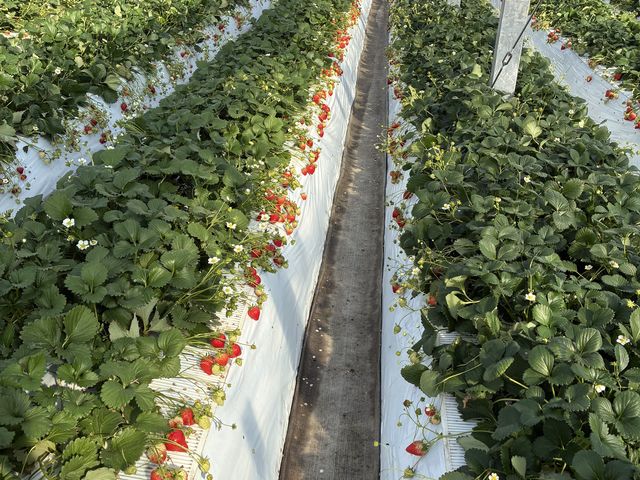 ��������背�[��_���肢���������肪�ƃt�@�[��