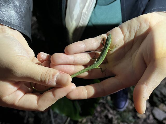 �ΐF�̃J�i�w�r�͉���ŗL��炵���ł�_��[��[�����