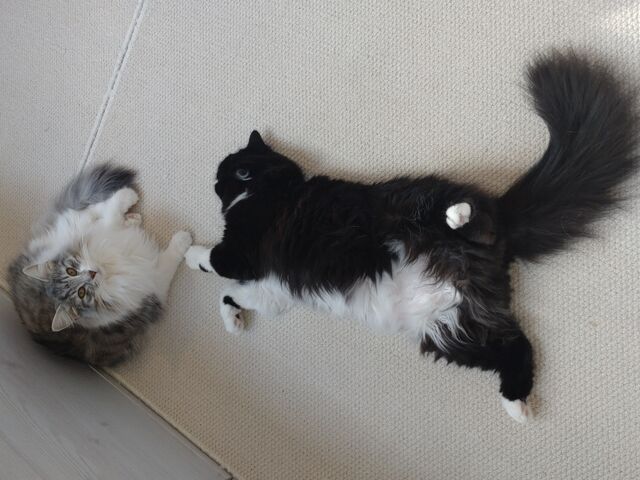 �����b�N�X���ăw�\�V�ŐQ�Ă܂�_�L�J�t�F�����L