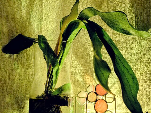 �ǂɉf��e���f�G_Lino la craft