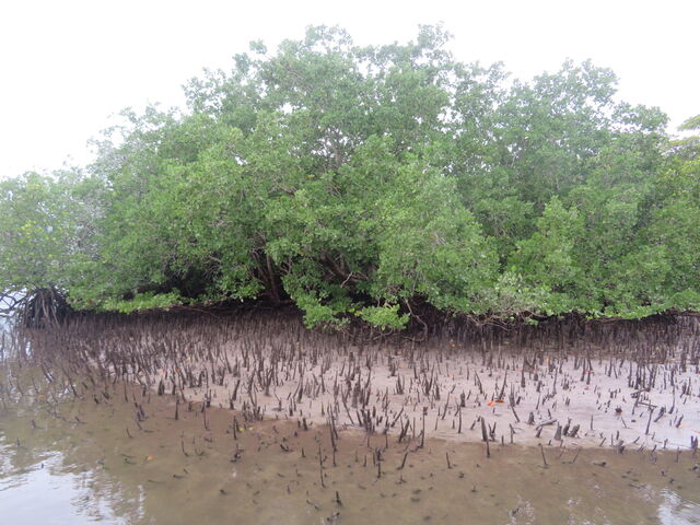 ���Ԑ�V���@���}�v�V�L_���Ԑ�V��