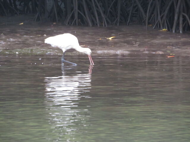 ���Ԑ�V���@�w���T�M_���Ԑ�V��