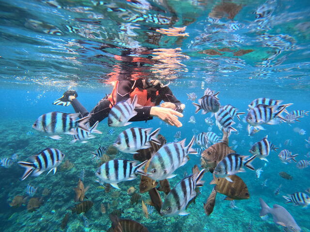 ���̉a�t��_sunny bloom