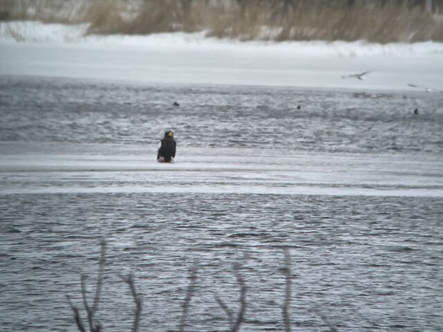 ���̒��ȂރI�I���V_�I�z�[�c�N���R��