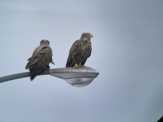 ��ї����O�̃I�W�����V_�I�z�[�c�N���R��