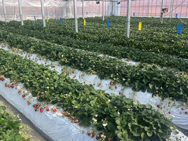 ������_���肢���������肪�ƃt�@�[��