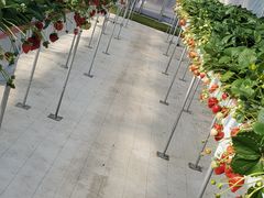 Rossa berry�̎ʐ^1