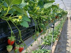 �܌j�r�ӂ�`���̎ʐ^2