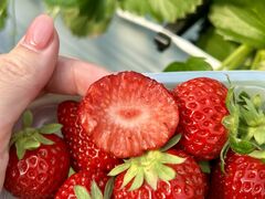 �O���K���������̎ʐ^2