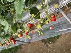 ���уt�@�[�����ʔ����̎ʐ^1