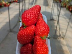 �X�g���x���[�@���w���̎ʐ^1