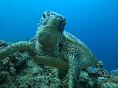 �}�����V���b�vHAPPY�̎ʐ^1