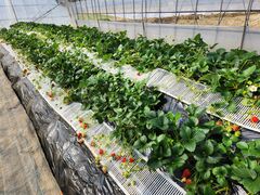 �V�~�Y�t�@�[���̎ʐ^1