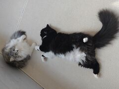 �L�J�t�F�����L�̎ʐ^1