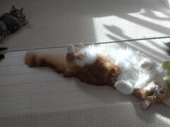 �L�J�t�F�����L�̎ʐ^2