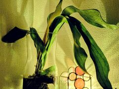 Lino la craft�̎ʐ^2