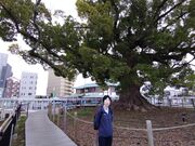 ��������̑P������N�X�̓��e�ʐ^2