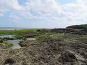 �L������̍茴�����̓��e�ʐ^1