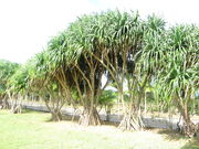 �L������̃A�_���̓��e�ʐ^1