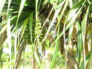 �L������̃A�_���̓��e�ʐ^2