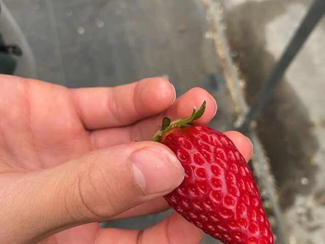 �������悳��̖L�����������_���̓��e�ʐ^2