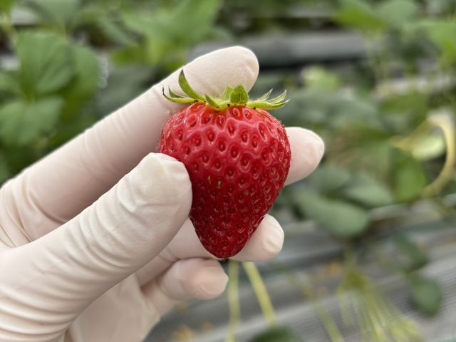 �c���c���̂�����_chord farm 175