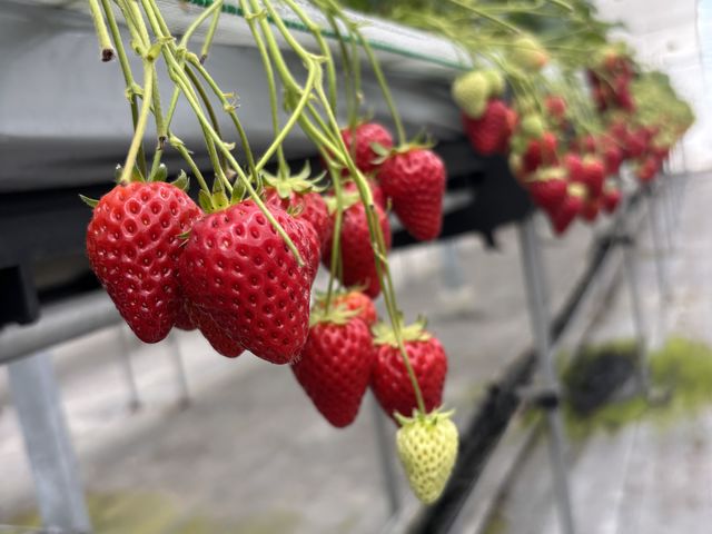 ������_chord farm 175