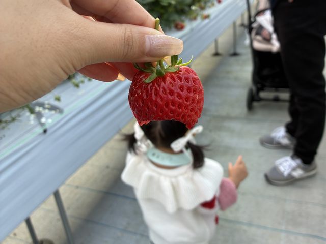 �x�r�[�J�[�œ����Ă��]�T����_�Ƃ悭�ɂӂ��[�ފό��_��