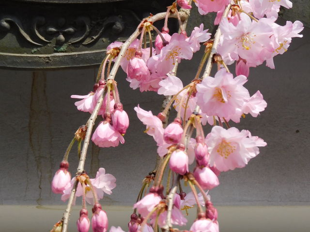 �O���`������̎O�䎛�̍��̓��e�ʐ^2