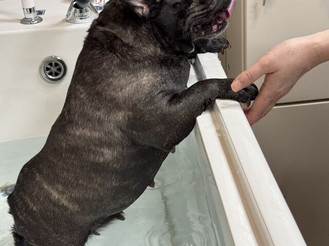 �Ă邱�����HOMELAND OME�̓��e�ʐ^1