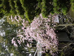 �O���`������̐��ώ��ւ̓��e�ʐ^1