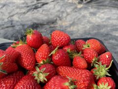 �t�B�I�[�����������̎ʐ^1