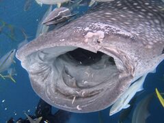 �_�C�r���O�T�[�r�X������E�Ղ܂�ǂ��̎ʐ^1