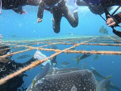 �_�C�r���O�T�[�r�X������E�Ղ܂�ǂ��̎ʐ^2