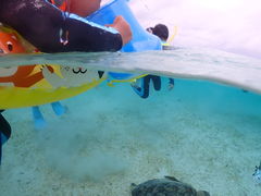 �V�Y�J����̋{��blue�܂ق�΂ւ̓��e�ʐ^1