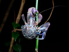 �{�Ó��}�����V���b�vSmiley�̎ʐ^1