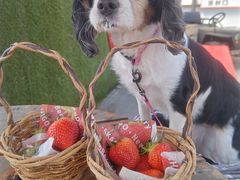 ���삢�������̎ʐ^1