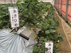 �O���[���t�@�[����΁@���J�������n�E�X�̎ʐ^1