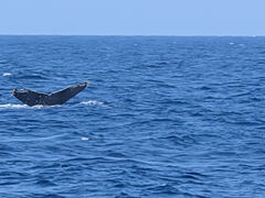 ����A�C�����h�N���[�̎ʐ^1