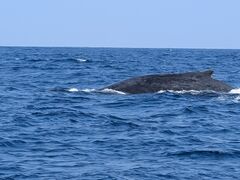 ����A�C�����h�N���[�̎ʐ^2