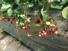 �i�`�������t�@�[���̎ʐ^1