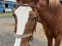 �V�[�r���[�����`�̎ʐ^1