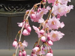 �O���`������̎O�䎛�̍��ւ̓��e�ʐ^1