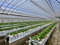 ���΃x���[���������̎ʐ^2