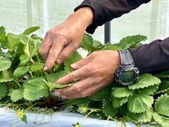 ���΃x���[���������̎ʐ^3